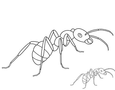 printable attractive ant coloring pages  children coloring pages
