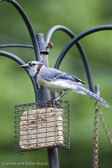 blue jay  backyard bird feeder jn flickr photo sharing