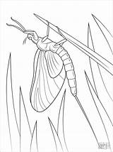 Mayfly Mouche Coloriage Pages Drake Coloringbay Supercoloring sketch template