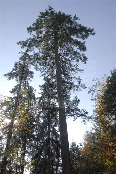 photo  douglas fir tree  photo stock source tree eugene oregon