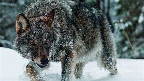 winter wolf hd desktop wallpaper widescreen high definition vollbild