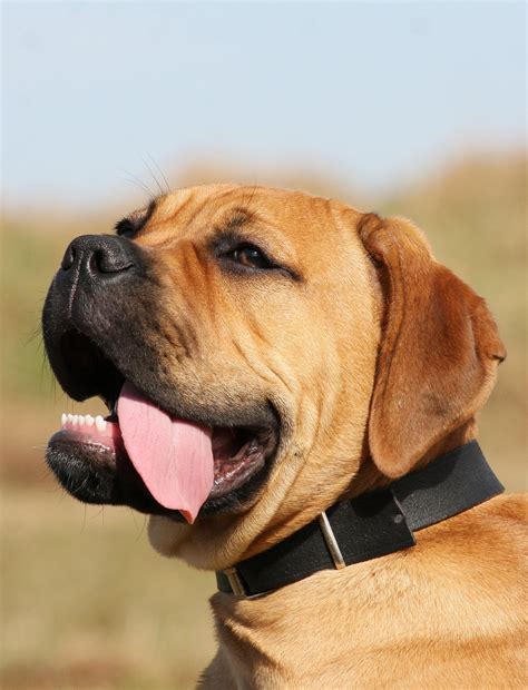 bullmastiff information dog breeds  thepetowners