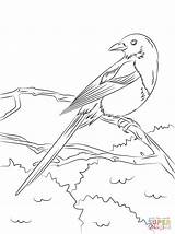 Pages Coloring Magpie European Printable Drawing sketch template