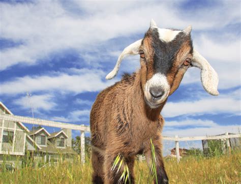 goats  great pets