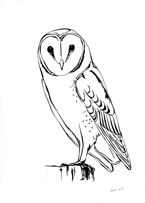 pin  tracy pirie  eddie owl coloring pages barn owl drawing