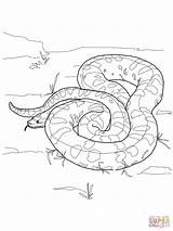 Anaconda Coloring Python Pages Green Drawing Snake Color Ball Supercoloring Super Printable Burmese Boa Colouring Constrictor Getdrawings Realistic Getcolorings Sketch sketch template
