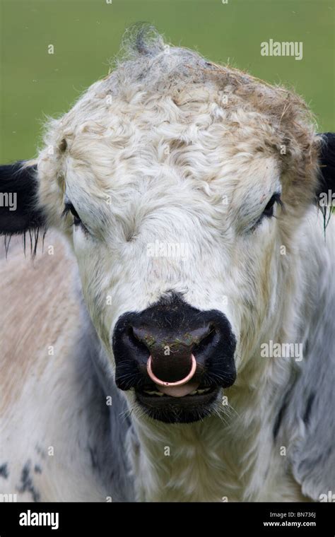 bull nose ring  res stock photography  images alamy