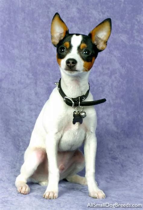 Toy Fox Terrier This May Be It Hes Small Enough 3 5 Lbs And Hes A