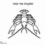 Coloring Crayfish Animals Category Invertebrate sketch template