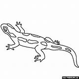 Salamander Coloring Newt Pages Clipart Outline Color Pets Thecolor Kids Designlooter Online Drawings Fan Clipground 64kb 560px Search sketch template