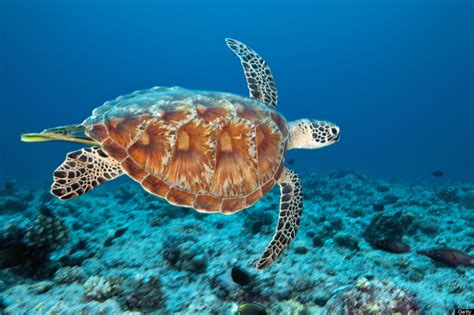 Turtles And Bathers Share The Waters North Cyprus Online