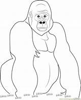 Gorilla Coloring Pages Look Color Coloringpages101 Printable Print Kids Getcolorings sketch template