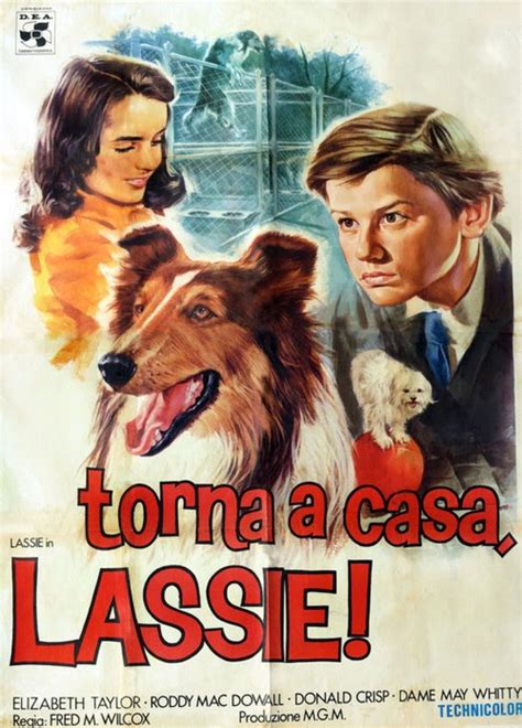 elizabeth taylor 1932 2011 web site lassie come home 1943 la