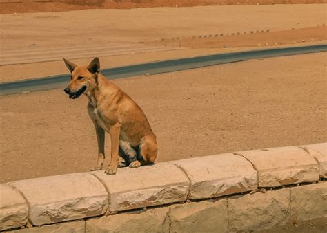 ancient dog breeds  originated  egypt