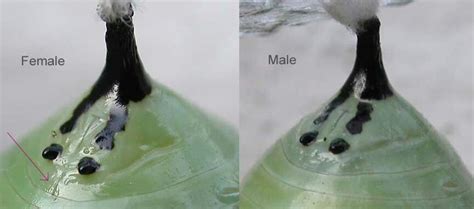 female vs male monarch chrysalis indentation below 2 lower dots female butterfly garden