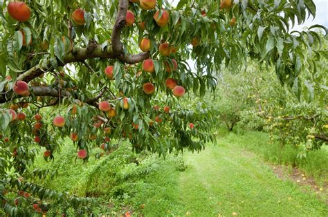 zone  fruit trees learn  fruit tree varieties  zone