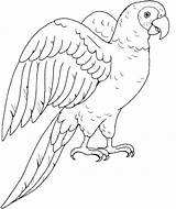 Parrot Drawing Line Clipart Drawings Coloring Outline Pages Parrots Birds Draw Animal Drawn Bird Kids Printable Pencil Cartoon Print Simple sketch template