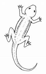 Lizard Clipart Outline Clip Cliparts Library sketch template