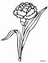 Carnation Coloring Pages Flowers Advertisement Para Cravo sketch template