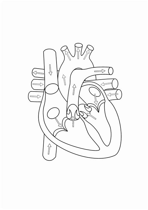 heart healthy coloring pages   coloring pages anatomy coloring