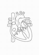 Anatomy Gcssi Anatomical sketch template