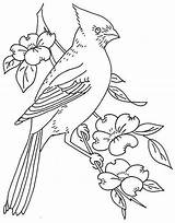 Cardinal Red Drawing Coloring Pages Getdrawings sketch template