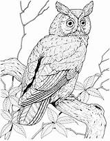 Owl Coloring Pages Eared Long Great Printable Grey Perched Owls Color Colouring Hawk Brown Bird Horned Short Designlooter Print Adult sketch template