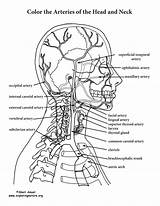 Neck Anatomy Coloring Arteries Head Pages Pdf Physiology Color Sheets Human Artery Book Books Printable Atlas Colouring Brain Carotid Body sketch template
