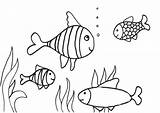 Mewarnai Ikan Fish Koi sketch template