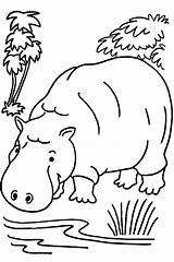 Coloring Hippopotamus Pages Sheet Printable sketch template