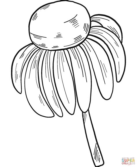 wildflowers coloring page  printable coloring pages