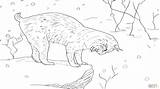 Lynx Coloring Getdrawings sketch template