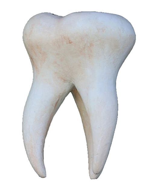 unusual human tooth  earned  spot   guinness book