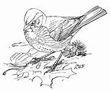 Sparrow Pardal Sparrows Desenho Colorironline Ausmalbild Pardais Zum sketch template