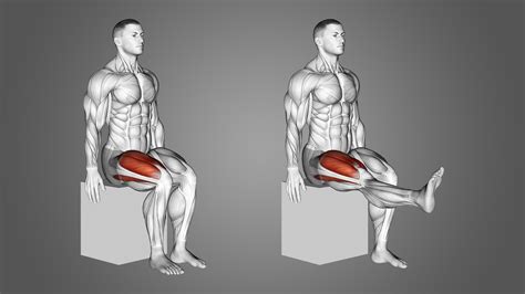 seated knee extension benefits muscles worked   inspire