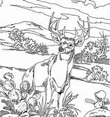 Coloring Deer Pages Hunting Buck Realistic Adults Printable Bucks Adult Drawing Print Whitetail Book Color Majestic Fighting Getdrawings Getcolorings Behold sketch template