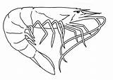 Shrimp Coloring Pages Drawing Krill Book Northern Crustacean Mantis Boat Template Drawings Printable Prawns Gooseneck Barnacles Supercoloring Shrimps Sketch Animals sketch template