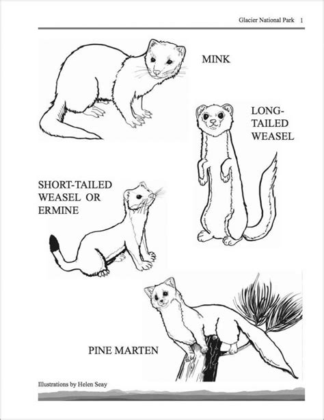 printable weasel coloring page coloringbay