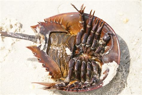 helping overturned horseshoe crabs updates    fish