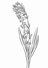 Hyacinth Coloring Pages Wild Categories Hyacinthus sketch template