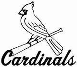 Cardinals Logo Louis St Coloring Stl Vector Clipart Bird Baseball Pages Clip Template Fred Cliparts Library sketch template
