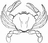 Crab Crabs Usf sketch template