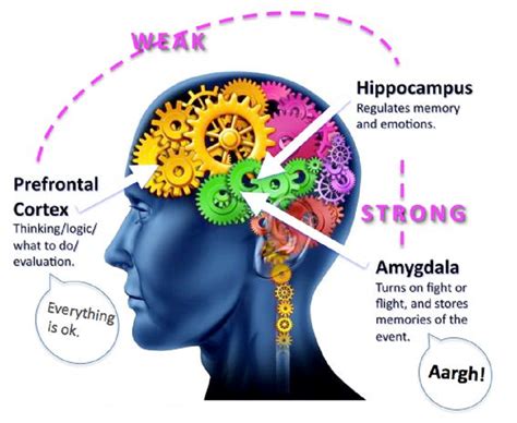 brains fight  flight response  social threat https