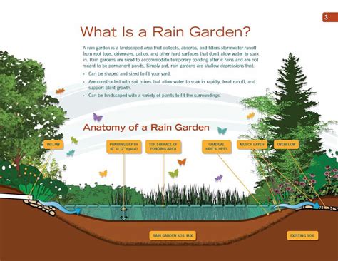 rain garden diagram earthcorps