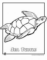 Endangered Turtles Woojr Woo Rainforest Coloringhome Patrick sketch template