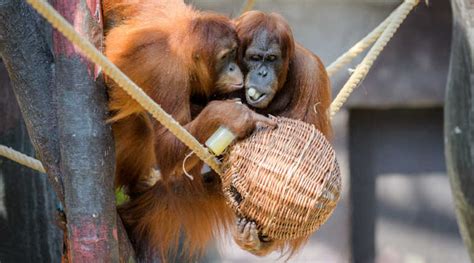 orangutans   relatives  extinct large ape