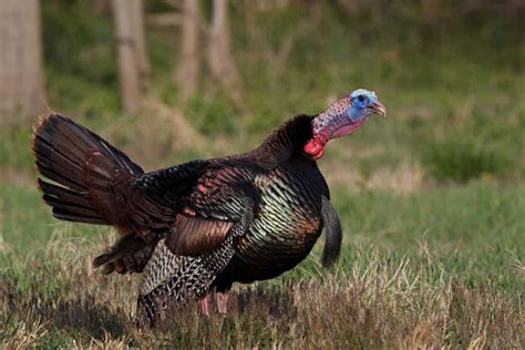 spring gobbler numbers steady electronic check  success wv metronews