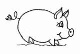 Porc Colorat Coloring Planse Desene Animale Domestice Porci Imagini Piglets Pigs Purcelusi Purcei Purcel Porcul Gradinita Mamifere sketch template