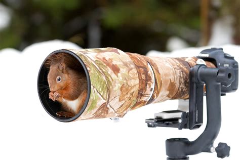 literal wildlife photographers    animals  cozy  camera gear px