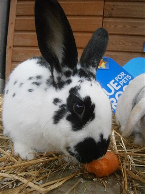 Real Life Easter Bunnies In Need Of A Home In Pictures